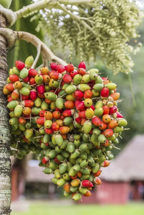Gerahmter Druck : Frucht der Dattelpalme (Phoenix dactylifera) Gerahmter Druck : Frucht der Dattelpalme (Phoenix dactylifera)