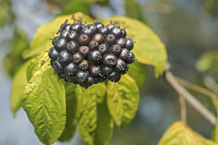 Gerahmter Druck : Frucht von Eleutherococcus henryi Gerahmter Druck : Frucht von Eleutherococcus henryi