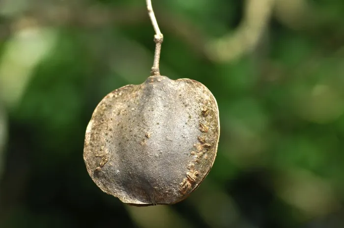Gerahmter Druck : Frucht des Jacaranda-Baums (Jacaranda mimosifolia) Gerahmter Druck : Frucht des Jacaranda-Baums (Jacaranda mimosifolia)