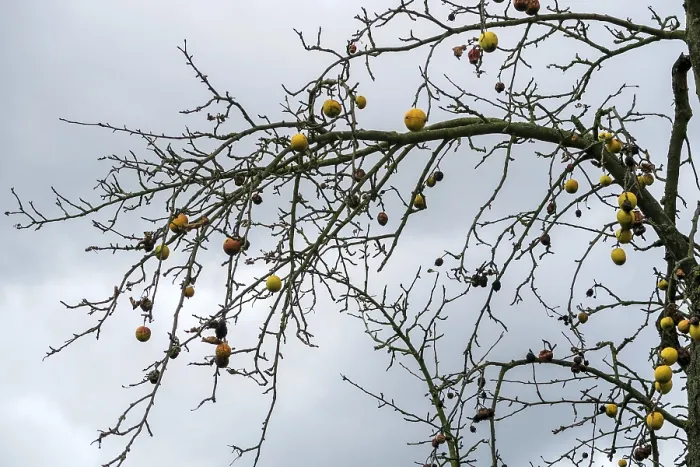 Gerahmter Druck : Frucht Mumien am Apfelbaum, Deutschland. Gerahmter Druck : Frucht Mumien am Apfelbaum, Deutschland.