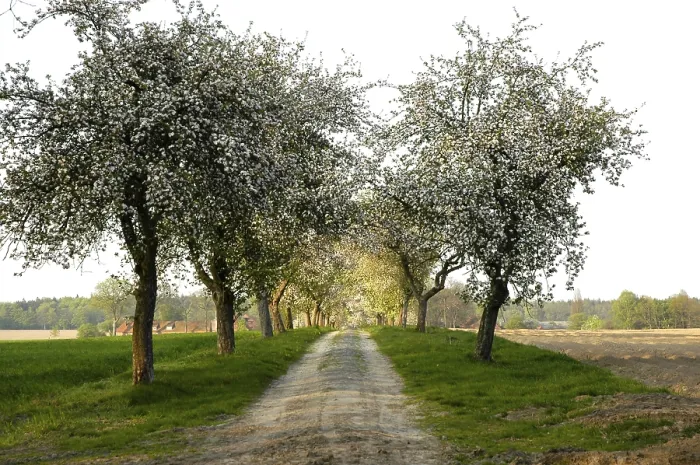 Gerahmter Druck : Baumallee mit Fruchtsträuchern Gerahmter Druck : Baumallee mit Fruchtsträuchern