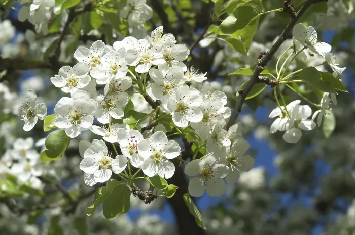Gerahmter Druck : Blüte der Fruchtbaum. Gerahmter Druck : Blüte der Fruchtbaum.
