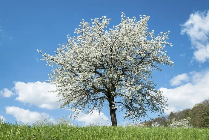 Gerahmter Druck : Baum in Blüte auf einer Wiese. Gerahmter Druck : Baum in Blüte auf einer Wiese.