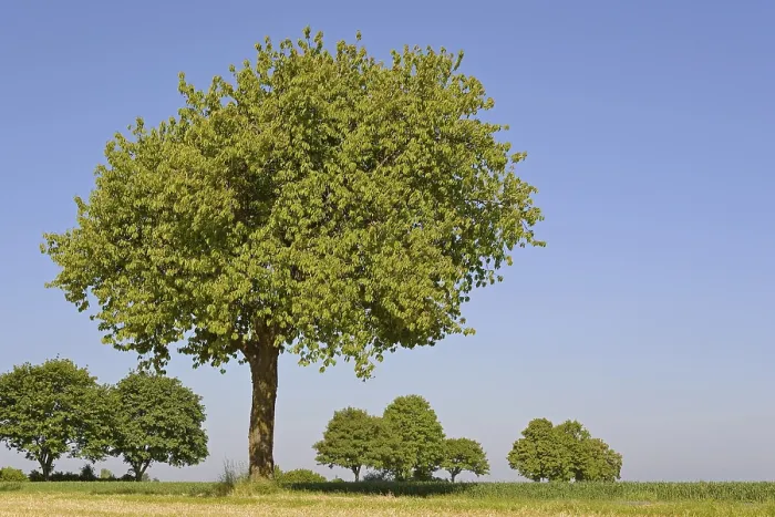 Gerahmter Druck : Baum, Kirsche (Prunus) am Rand eines Feldes. Gerahmter Druck : Baum, Kirsche (Prunus) am Rand eines Feldes.