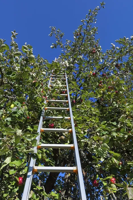 Gerahmter Druck : Baumleiter in einem Apfelbaum. Gerahmter Druck : Baumleiter in einem Apfelbaum.