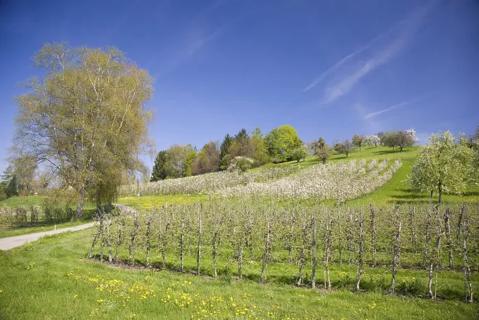 Gerahmter Druck : Baumzuchtwesen, Blühende Fruchtbaums.