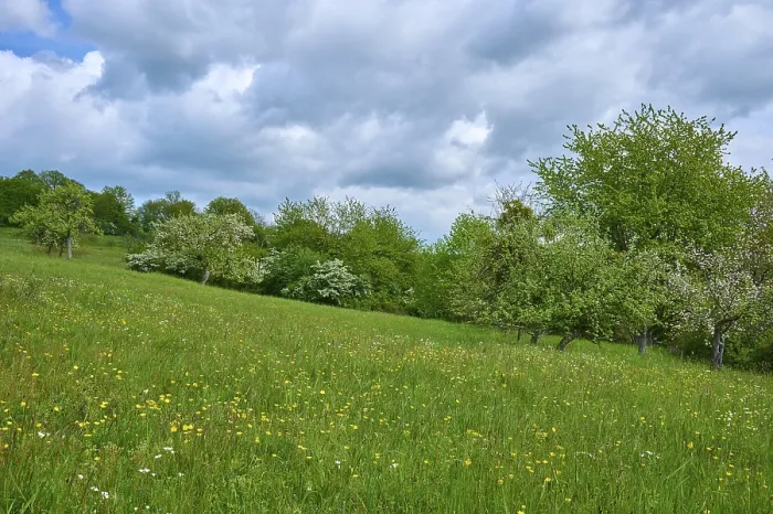 Gerahmter Druck : Baumfrüchte, Wiese, Blühen, Wolken Gerahmter Druck : Baumfrüchte, Wiese, Blühen, Wolken