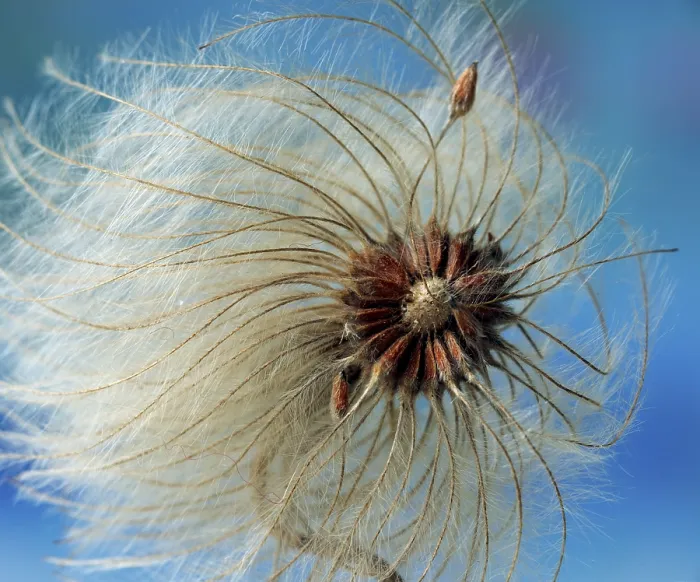Gerahmter Druck : Fruchttragende Clematis / (Clematis orientalis) Gerahmter Druck : Fruchttragende Clematis / (Clematis orientalis)