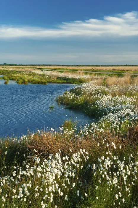 Gerahmter Druck : Beifruchtendes Weidengras in einem Moor. Gerahmter Druck : Beifruchtendes Weidengras in einem Moor.