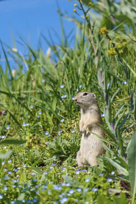 Gerahmter Druck : Ein vollgewachsenes Erdhörnchen (Spermophilus citellus). Gerahmter Druck : Ein vollgewachsenes Erdhörnchen (Spermophilus citellus).