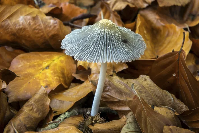Gerahmter Druck : Pilz, Scheibchentintling (Coprinus xanthotrix) Gerahmter Druck : Pilz, Scheibchentintling (Coprinus xanthotrix)