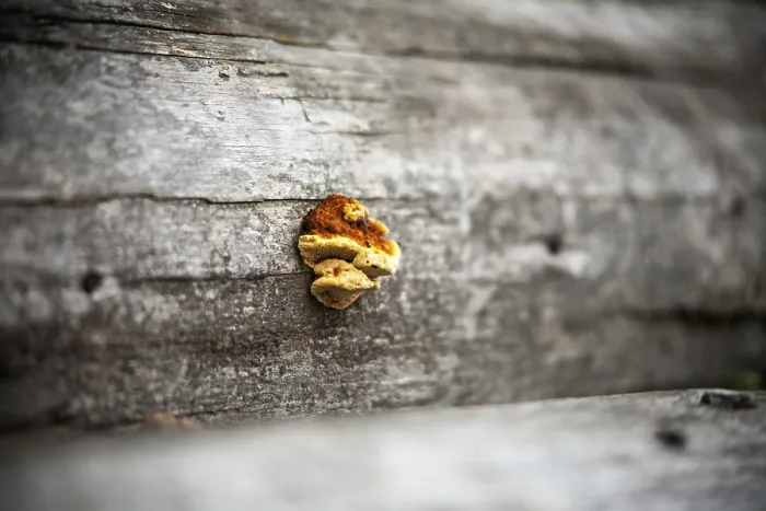 Gerahmter Druck : Pilz auf einem Baum. Selektive Schärfe. Gerahmter Druck : Pilz auf einem Baum. Selektive Schärfe.