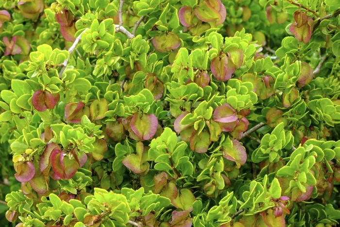Gerahmter Druck : Fynbos auf der Postberg-Halbinsel. Gerahmter Druck : Fynbos auf der Postberg-Halbinsel.