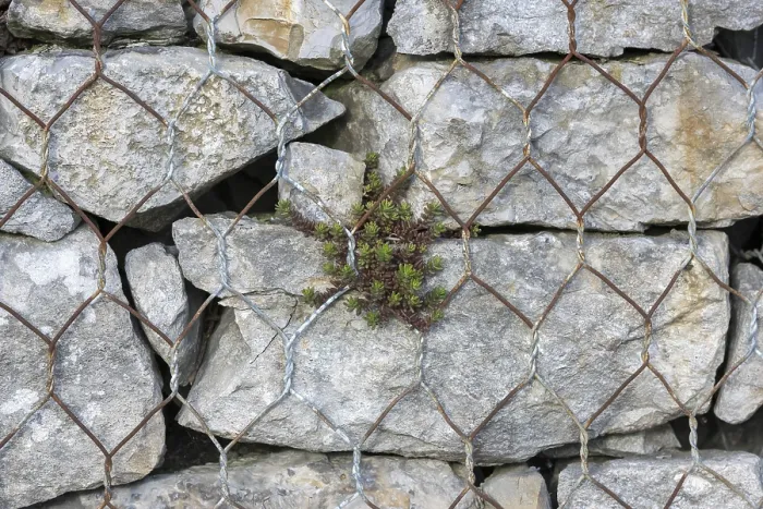Gerahmter Druck : Kieselsandstein gefüllter Gabion. Gerahmter Druck : Kieselsandstein gefüllter Gabion.