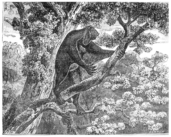 Gerahmter Druck : Der Galeopithecus, Lemuren des Eozäns. Gerahmter Druck : Der Galeopithecus, Lemuren des Eozäns.