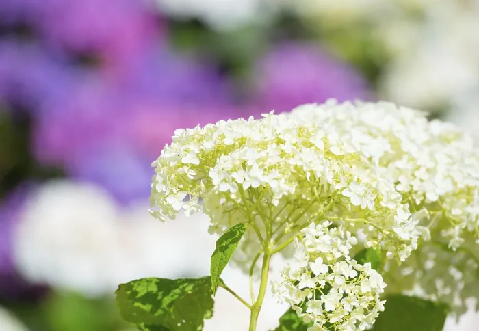 Gerahmter Druck : Gartenhydrangea oder Großblatt-Weihrauch (Hydrangea macrophylla) Gerahmter Druck : Gartenhydrangea oder Großblatt-Weihrauch (Hydrangea macrophylla)