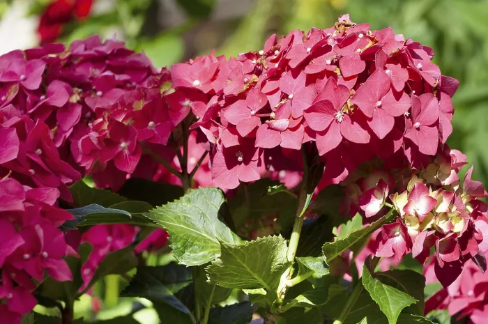 Gerahmter Druck : Gartenhydrangea (Hydrangea macrophylla)