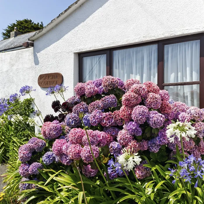 Gerahmter Druck : Gartenhydrangea (Hydrangea macrophylla) Gerahmter Druck : Gartenhydrangea (Hydrangea macrophylla)