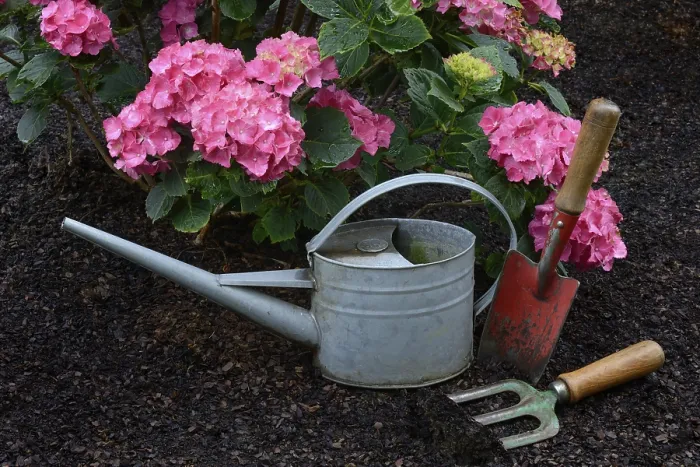 Gerahmter Druck : Gartenwerkzeuge mit blühenden Hydrangeen. Gerahmter Druck : Gartenwerkzeuge mit blühenden Hydrangeen.