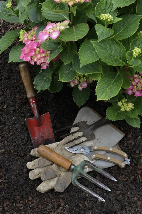 Gerahmter Druck : Gartengeräte und blühende Hydrangeten, Deutschland.