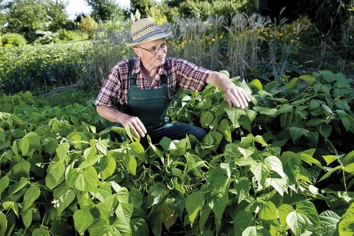 Gerahmter Druck : Gärtner vor seinem Beet mit Bohnen.