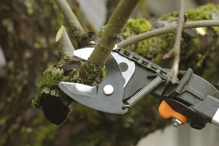 Gerahmter Druck : Gärtner schneidet alte Obstbaum mit Schere. Gerahmter Druck : Gärtner schneidet alte Obstbaum mit Schere.