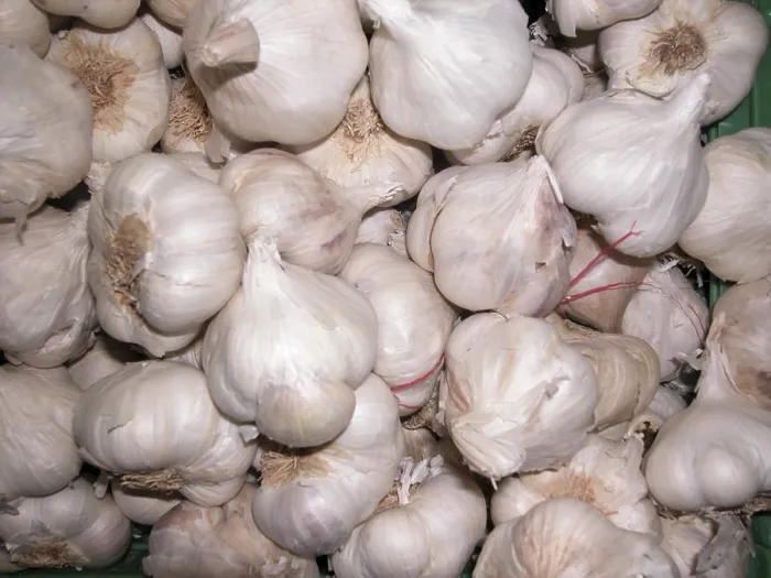 Gerahmter Druck : Garlic Gerahmter Druck : Garlic