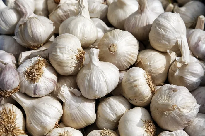 Gerahmter Druck : Garlic Gerahmter Druck : Garlic