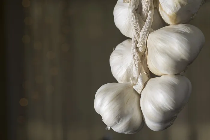 Gerahmter Druck : Knoblauchknolle Gerahmter Druck : Knoblauchknolle