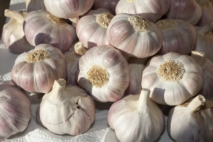 Gerahmter Druck : Knoblauchzehen, Deutschland. Gerahmter Druck : Knoblauchzehen, Deutschland.