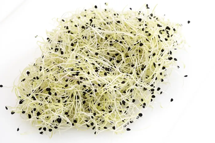 Gerahmter Druck : Knoblauchkeime Gerahmter Druck : Knoblauchkeime