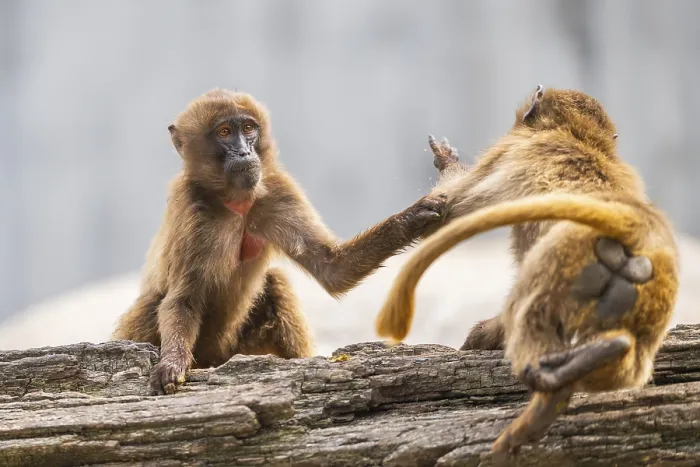 Gerahmter Druck : Gelada (Theropithecus gelada) streiten miteinander. Gerahmter Druck : Gelada (Theropithecus gelada) streiten miteinander.