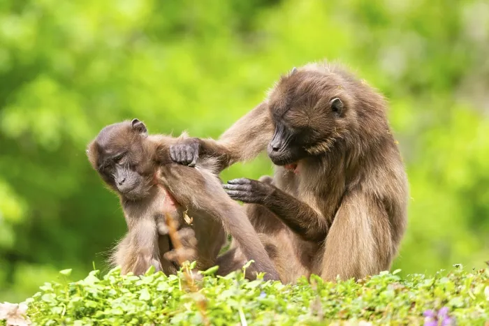 Gerahmter Druck : Zwei Gelada (Theropithecus gelada) weibchen belauschen sich gegenseitig. Gerahmter Druck : Zwei Gelada (Theropithecus gelada) weibchen belauschen sich gegenseitig.