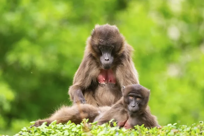 Gerahmter Druck : Zwei Gelada (Theropithecus gelada) weibchen belauschen sich gegenseitig. Gerahmter Druck : Zwei Gelada (Theropithecus gelada) weibchen belauschen sich gegenseitig.