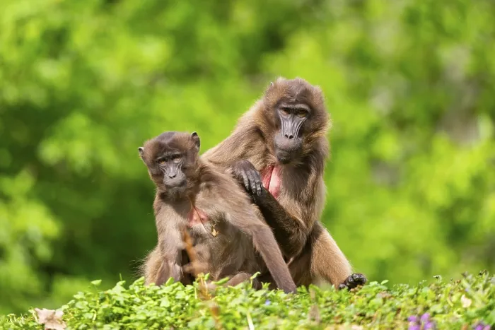 Gerahmter Druck : Zwei Gelada (Theropithecus gelada) weibliche Eavesdroppen aufeinander. Gerahmter Druck : Zwei Gelada (Theropithecus gelada) weibliche Eavesdroppen aufeinander.
