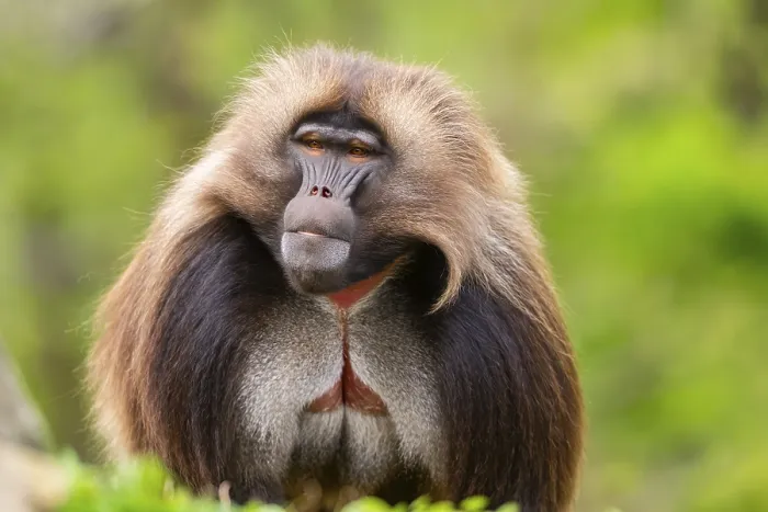 Gerahmter Druck : Gelada (Theropithecus gelada) Männchen.