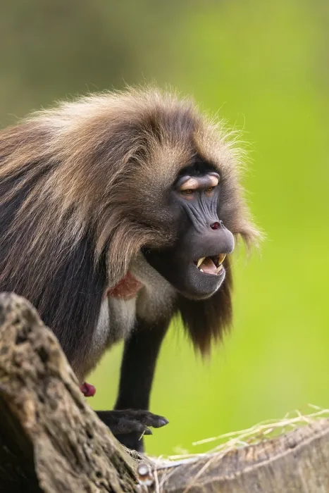 Gerahmter Druck : Gelada (Theropithecus gelada) Männchen.