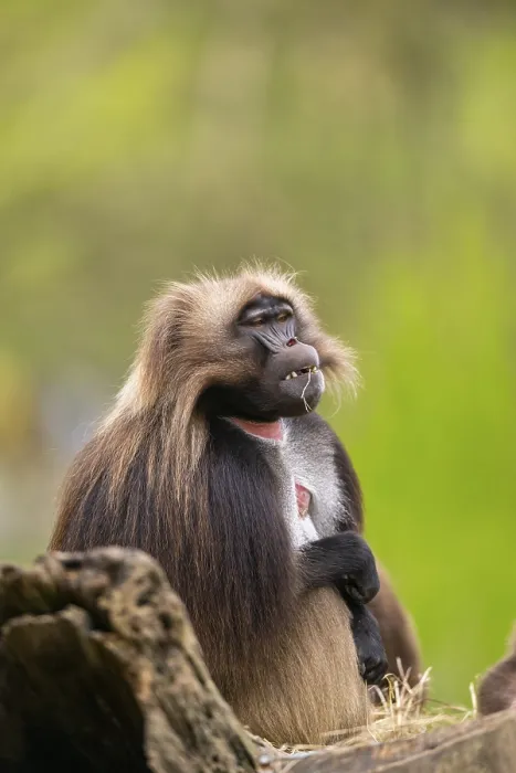 Gerahmter Druck : Gelada (Theropithecus gelada) Männchen.