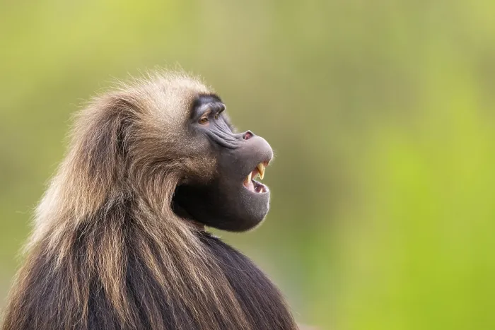 Gerahmter Druck : Gelada (Theropithecus gelada) Männchen.