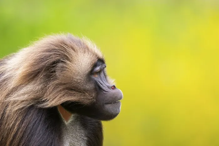 Gerahmter Druck : Gelada (Theropithecus gelada) Männchen