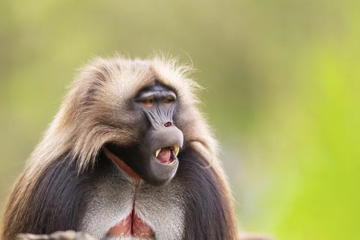Gerahmter Druck : Gelada (Theropithecus gelada) Männchen.