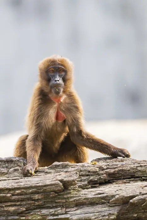 Gerahmter Druck : Gelada (Theropithecus gelada) sitzt auf einem alten Baumstamm. Gerahmter Druck : Gelada (Theropithecus gelada) sitzt auf einem alten Baumstamm.