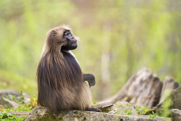 Gerahmter Druck : Gelada (Theropithecus gelada) sitzt auf einem alten Baumstamm. Gerahmter Druck : Gelada (Theropithecus gelada) sitzt auf einem alten Baumstamm.
