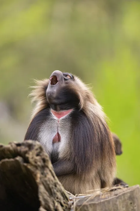 Gerahmter Druck : Gelada (Theropithecus gelada) sitzt auf einem alten Baumstamm. Gerahmter Druck : Gelada (Theropithecus gelada) sitzt auf einem alten Baumstamm.