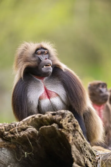 Gerahmter Druck : Gelada (Theropithecus gelada) sitzt auf einem alten Baumstamm. Gerahmter Druck : Gelada (Theropithecus gelada) sitzt auf einem alten Baumstamm.