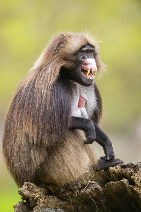 Gerahmter Druck : Gelada (Theropithecus gelada) sitzt auf einem alten Baumstamm. Gerahmter Druck : Gelada (Theropithecus gelada) sitzt auf einem alten Baumstamm.