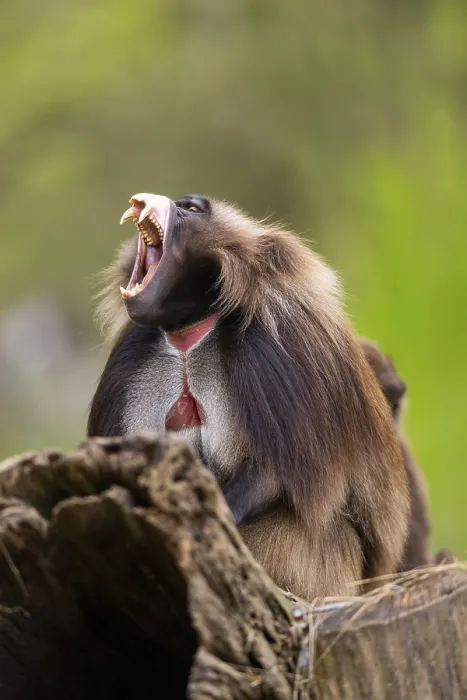 Gerahmter Druck : Gelada (Theropithecus gelada) sitzt auf einem alten Baumstamm.