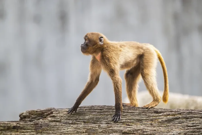 Gerahmter Druck : Gelada (Theropithecus gelada) steht auf einem alten Baumstamm. Gerahmter Druck : Gelada (Theropithecus gelada) steht auf einem alten Baumstamm.