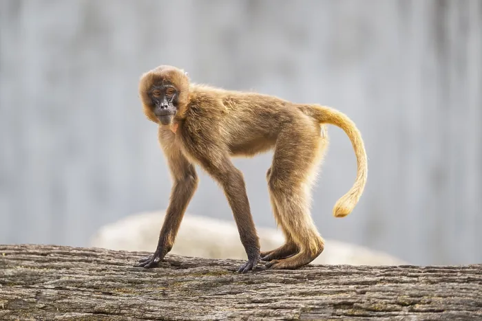 Gerahmter Druck : Gelada (Theropithecus gelada) steht auf einem alten Baumstamm. Gerahmter Druck : Gelada (Theropithecus gelada) steht auf einem alten Baumstamm.