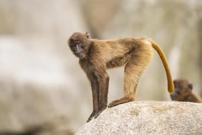 Gerahmter Druck : Gelada (Theropithecus gelada) steht auf einem Felsen. Gerahmter Druck : Gelada (Theropithecus gelada) steht auf einem Felsen.